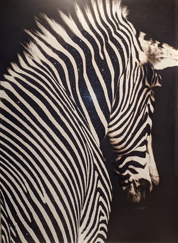 Zebra Tablo görseli